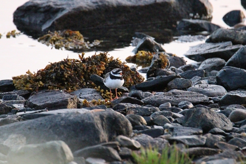 iNaturalist image