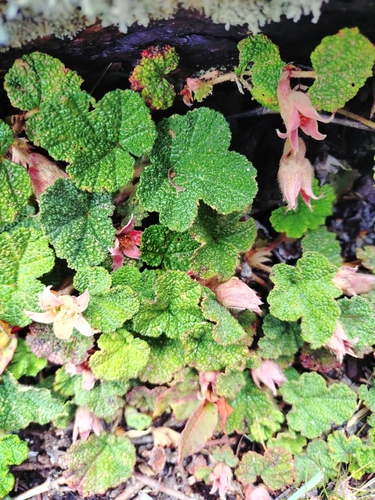 Rubus rolfei