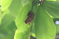 Myotis formosus flavus