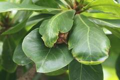 Myotis formosus flavus