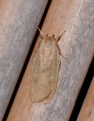 Lambula pristina
