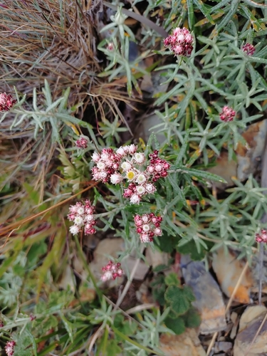 Anaphalis morrisonicola, photograph 4