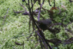 Regulus regulus inermis