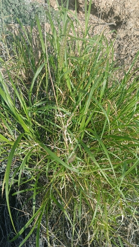 buffelgrass