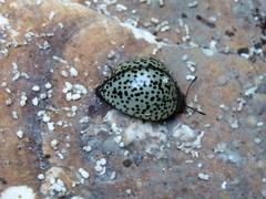 Aegithus punctatissimus