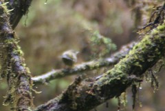 Regulus regulus inermis