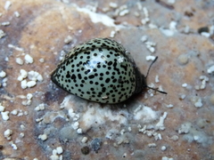 Aegithus punctatissimus