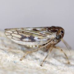 Agallia consobrina