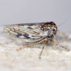 Agallia consobrina