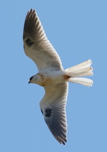 White-tailed Kite