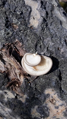 Pleurotus calyptratus