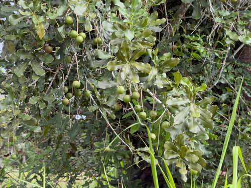 Macadamia integrifolia observed 2026-06-21