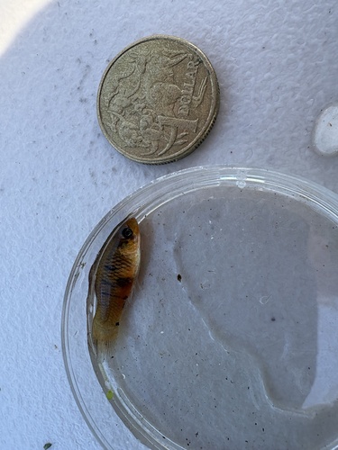 Variable Platyfish