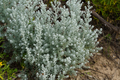 Maireana sedifolia, photograph 4