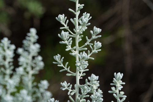 Maireana sedifolia, photograph 5