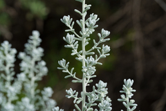 Maireana sedifolia, photograph (c) Kym Nicolson, some rights reserved (CC BY)