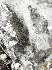 Setina roscida