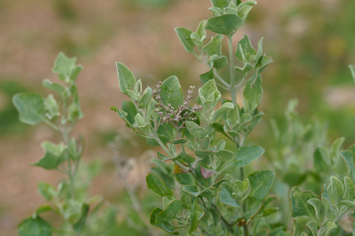 Chenopodium parabolicum, photograph 2