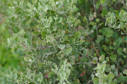 Chenopodium parabolicum, photograph 3