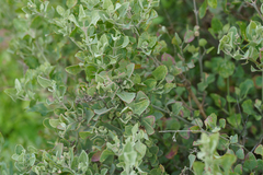 Chenopodium parabolicum, photograph (c) Kym Nicolson, some rights reserved (CC BY)