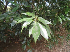 Quercus myrsinifolia
