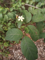 Oxyceros longiflorus