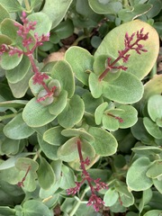 Crassula multicava multicava