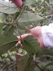 Oxyceros longiflorus