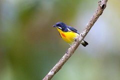 Palawan Flowerpecker photo 2
