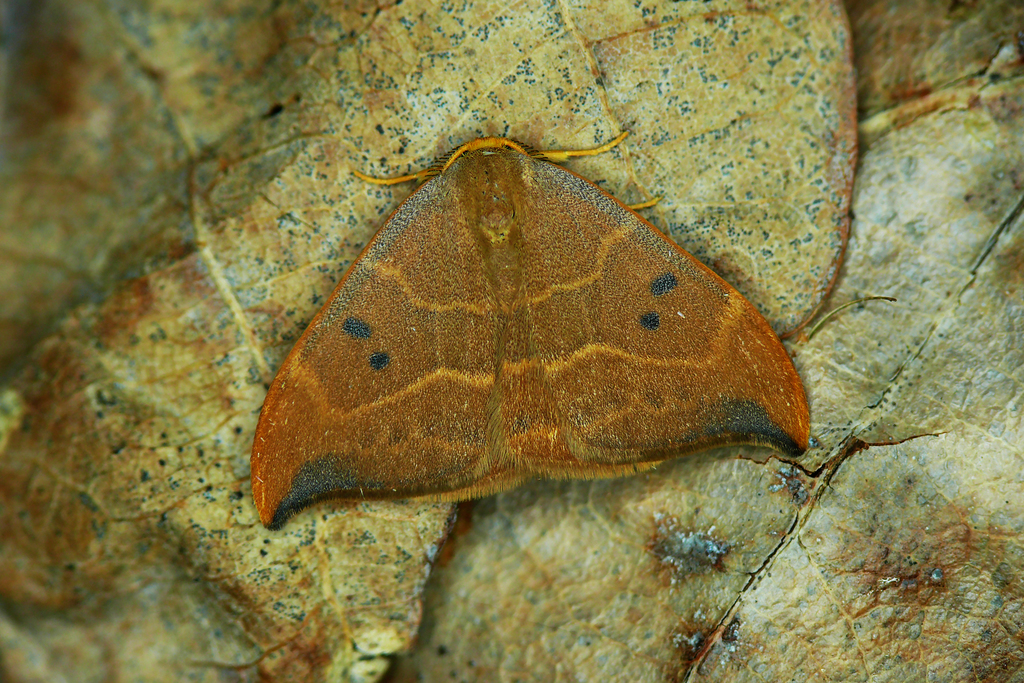 Oak Hook-tip