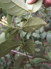 Oxyceros longiflorus