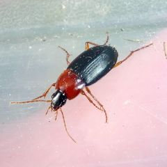 Calathus melanocephalus