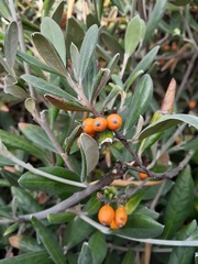 Corokia macrocarpa
