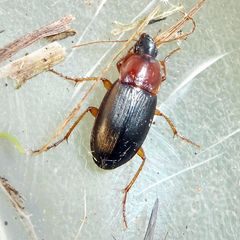 Calathus melanocephalus