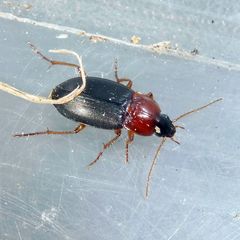 Calathus melanocephalus