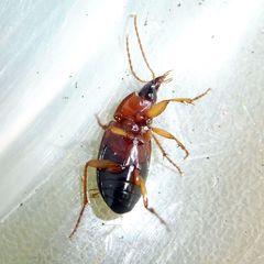 Calathus melanocephalus