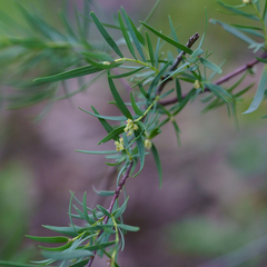 Pimelea microcephala