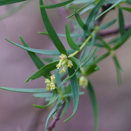 Pimelea microcephala, photograph 1