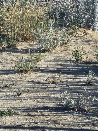 Least Chipmunk