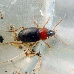 Calathus melanocephalus