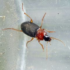 Calathus melanocephalus