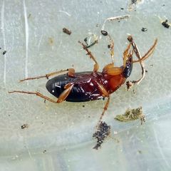 Calathus melanocephalus