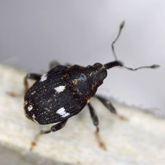 Mogulones asperifoliarum