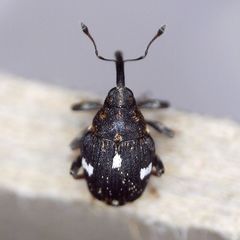 Mogulones asperifoliarum