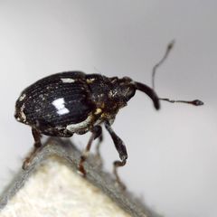 Mogulones asperifoliarum