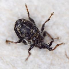 Mogulones asperifoliarum