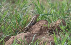 Trachylepis brevicollis