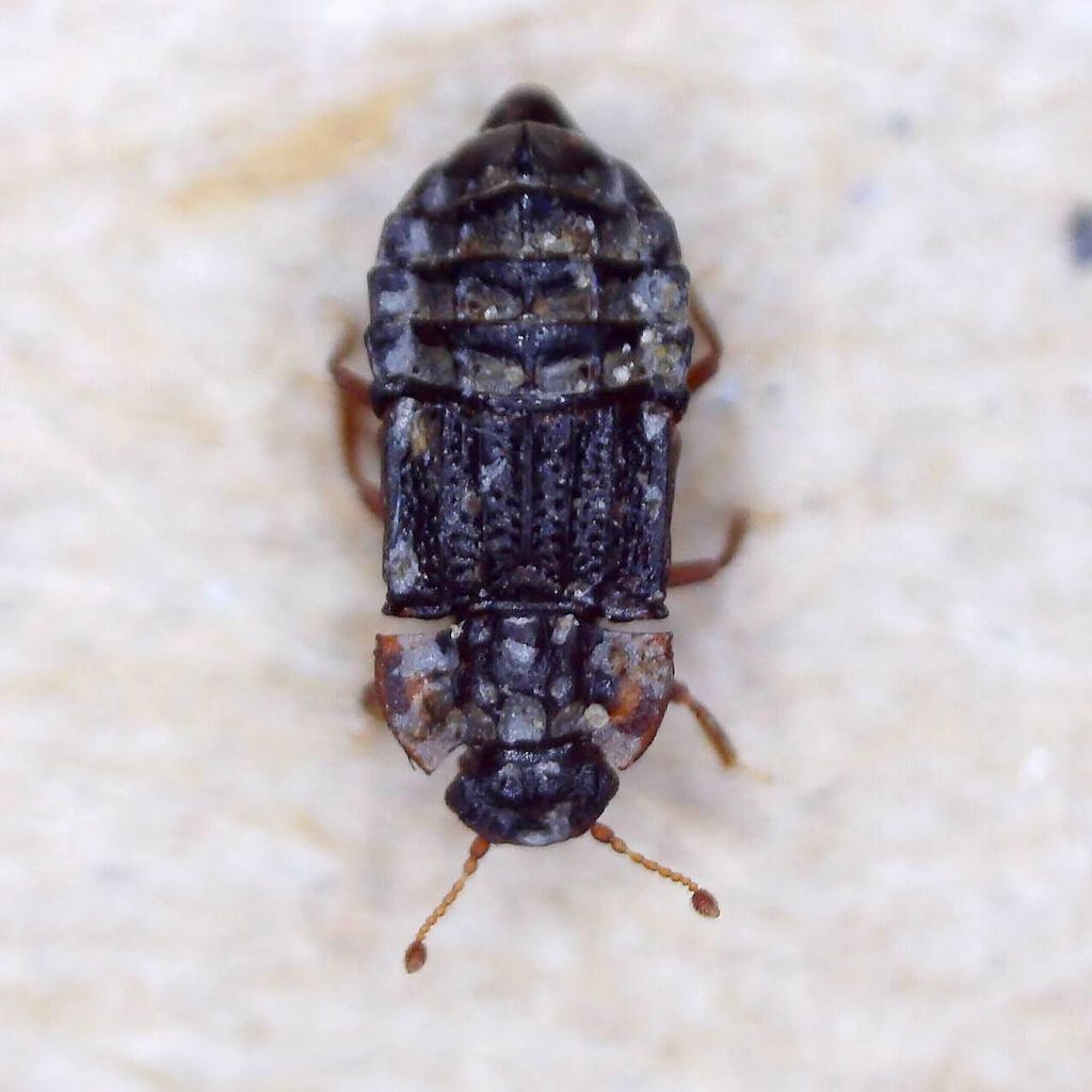 Micropeplus staphylinoides