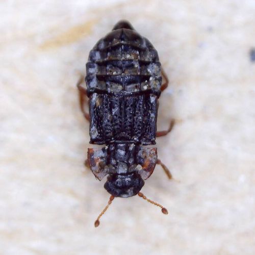 Micropeplus staphylinoides