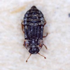 Micropeplus staphylinoides